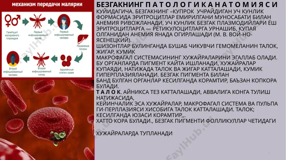 ларнинг марказидаги жичкина томир паразит юддан эритроцитлар ёки гиалин тромб билан тула булади. томир теварагида мия тудимасининг некрози вужудга келади. кейинчалик некроз ва дон дуйилган жой чегарасида глия дужайралари реактив равишда ^садн, бу эса узига хос тугунчалар — д ю р к г р а я у л е м а л а р ин и н г шаклланишига олиб келади. бу усимталар кома бошланганидан бир ярим 2 суша кейин руй беради. эритроцитлар анчагина ларчаланганда бадан ва куз оди саргайиши мумкин. т у р т к у н л и к б е з г а к морфологик узгаришлари жидатидан уч кунлик безгакка жуда ухшайди. 20гг заголовок презентации 6 одатда, тропик безгак огирлашиб безгак комаси руй берганда бемор у л и б долиши мумкин. сссрда безгак ялпи касаллик еифатида тугатилган. амебиаз а м е б и а з — хроник касаллик булиб, одатда, йугон ичак яллигланиши — ярали хроник колит …