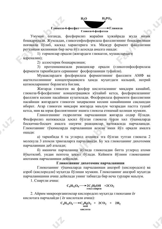 илади. жумладан, гликогенфосфорилаза фаоллигининг бошқарилиши поғонали бўлиб, каскад характерига эга. мазкур фермент фаоллигини регуляция қилиниши бир неча йўл асосида амалга ошади: 1) гормонлар орқали (жигардаги глюкагон, мушаклардаги адреналин); 2) аллостерик бошқарилиши; 3) протеинкиназали реакциялар орқали (гликогенфосфорилаза ферменти таркибидаги сериннинг фосфорланиши туфайли). мушаклардаги фосфорилаза ферментининг фаоллиги амф ва ацетилхолиннинг концентрациясига ҳамда муҳитдаги кальций, натрий катионларининг борлигига боғлиқ. жигарда гликоген ва фосфор кислотасининг миқдори камайиб, глюкоза-6-фосфатнинг концентрацияси кўпайиб кетса, фосфорилазанинг фаоллиги кескин пасайиши кузатилади. фосфорилаза ферменти фаоллигини пасайиши жигардаги гликоген заҳирасини кескин камайишини сақлашдан иборат. агар гликоген миқдори жигарда маълум чегарадан пастга тушиб кетса, мия ва юрак фаолиятининг ишига глюкоза етишмай қолиши мумкин. гликогеннинг гидролитик парчаланиши жигарда содир бўлади. фосфоролиз натижасида ҳосил бўлган глюкоза турли хил тўқималарда босқичма-босқич амалга ошувчи реакциялар натижасида парчаланади. глюкозанинг тўқималарда парчаланиши асосан икки йўл орқали амалга ошади: а) таркибида 6 та углерод атомига эга бўлган тутган глюкоза 2 молекула 3 атомли триозаларга парчаланади. бу эса глюкозанинг дихотомик …