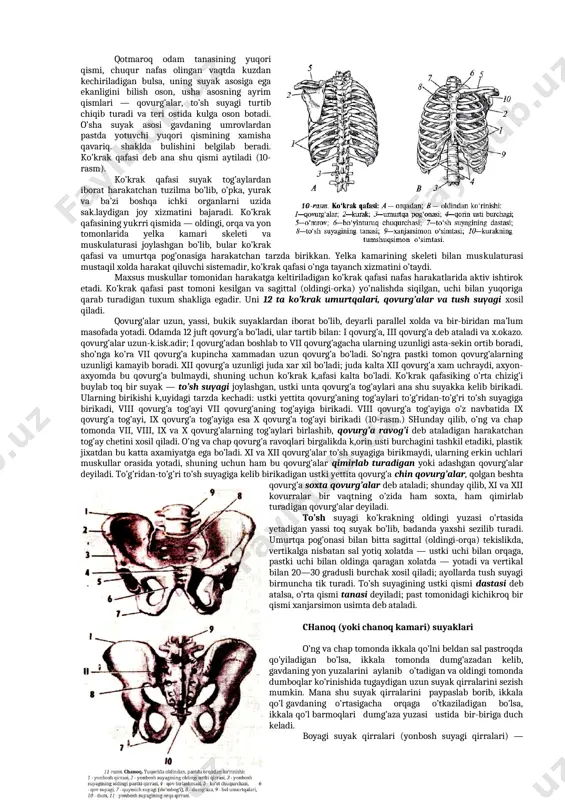 ; dum oldinga qarab egilgan va kichik chanoq organlari deb atalmish ichki organlar bilan bog’langan bo’ladi. shunday qilib, umurtqa pog’onasi 7 ta bo’yin, 12 ta ko’krak, 5 ta bel, 5 ta dumg’aza va 4—5 ta dum umurtqalaridan iborat bo’ladi va sho’nga yarasha bo’yin, ko’krak, bel, dumg’aza xamda dum bo’limlariga bo’linadi. umurtqa pog’onasiiing uzunligi butun tana uzunligining 40% ni tashkil etadi. pastga tomon nagruzka ortib boradigan bo’lganligi munosabati bilan past tomonda ayrim umurtqalar birmuncha kattaroq bo’lib boradi; eng mayda umurtqalar bo’yin umurtqalaridir, ko’krak umurtqalari pastga tomon kattalashib boradi, bel umurtqalari xammadan yirik bo’ladi. bel umurtqalari dumg’azaga tayanib turadi, dumg’aza uchburchakli ponasimon suyakdan iboratdir, bu ponaning uch tomoni pastga qarab turadi; shu tomoni dumg’azaning uchi deb ataladi. undan keyin umurtqa pog’onasiiing pastki qismi — dum kismi keladi, dum qismi dumg’azaning guyo pastdagi davomini xosil qiladi va bir-biriga qo’shilib ketgan 4—5: ta suyak tanachalaridan iborat bo’ladi; dumning pastki ingichka uchi oldinga bukil-gan bo’lib, …