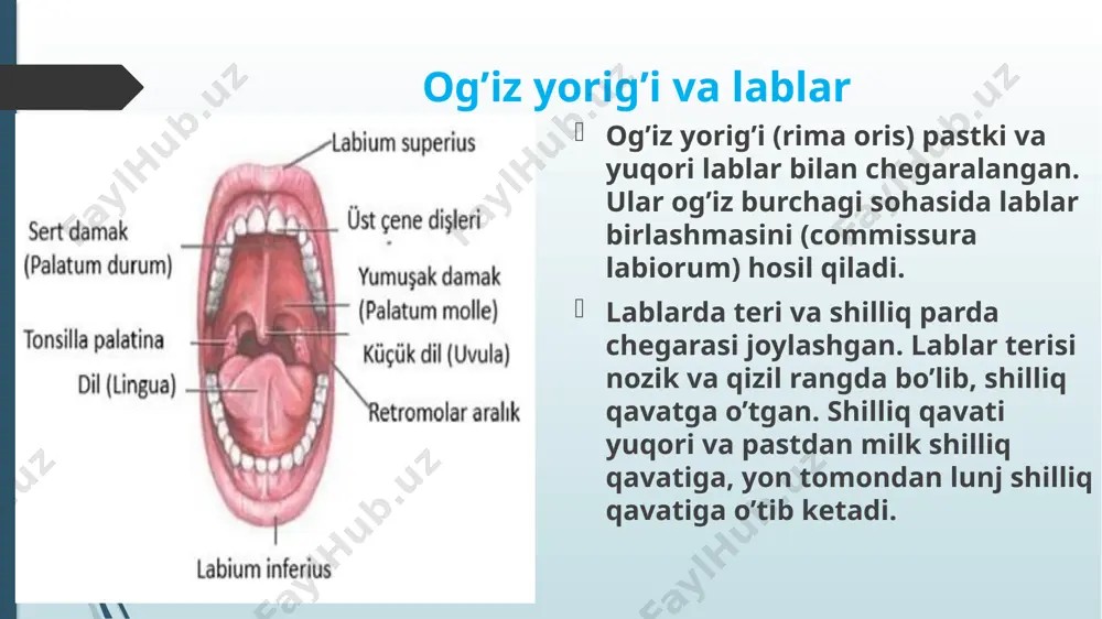 di. tanglay murtagi limfoid tuzilmadan iborat bo’lib, uning vertikal o’lchami 20-25 mm, old-orqa o’lchami 15-20 mm, ko’ndalang o’lchami 12-15 mm ni tashkil etadi. medial yuzasi notekis bo’lib, kriptalarni hosil qiladi. murtaklar yupqa fibroz kapsula bilan o’ralgan. tanglay murtaklarining yuqori qutbida, halqumga o’tish joyida chuqurlik mavjud bo’lib, bu killiana sinusi deyiladi. yuz arteriyasi tanglay murtagiga yaqin joylashadi. shu tufayli tonzillektomiyalarda bu arteriya jarohatlanishi mumkin. tanglay murtagidan 1 sm cha orqaroqda ichki uyqu arteriyasi o’tadi. yumshoq tanglay tarkibiga quyidagi mushaklar kiradi: mm.palatopharyngeus, palatoglossus, levator veli palatini, tensor veli palatini va m. uvulae (106-rasm). qattiq tanglay oldida kesuvchi tishlar teshigi (stenon teshigi) joylashgan bo’lib, undan burun bo’shlig’idan og’iz bo’shlig’iga burun-tanglay arteriyasi va nervi (skarp nervi) o’tadi. orqasida va lateral tomonida tanglay kanallari (canalis palatinus) bo’lib, tanglay arteriyasi, vena va nervlari o’tadi. qon bilan ta’minlanishi: qattiq tanglay, yumshoq tanglay, tanglay murtaklari tashqi uyqu arteriyasidan chiquvchi yuz, yuqori jag’ va tushuvchi halqum arteriyalari orqali qon …