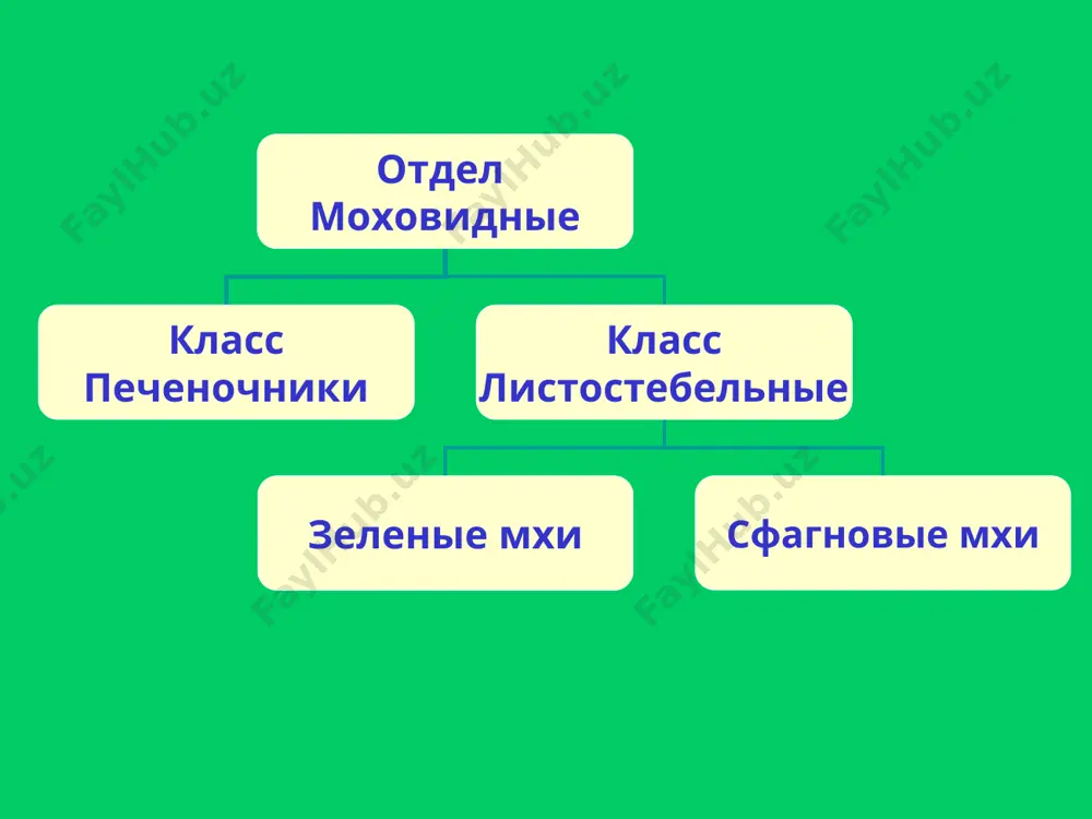 моховидные растения - Page 4