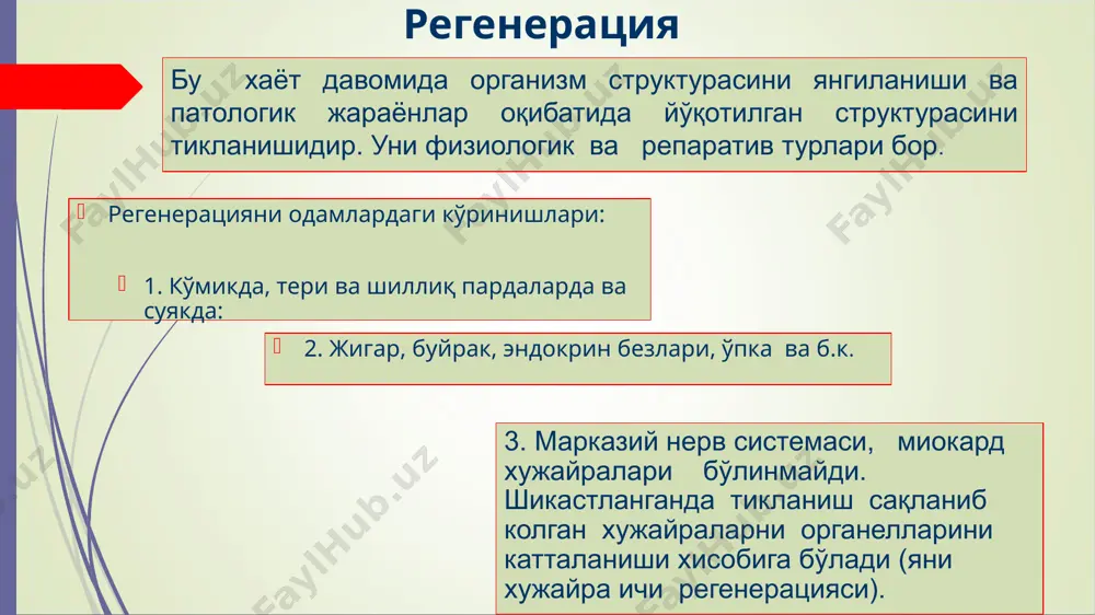 4. вирусно-генетик назария бўйича - вирусларни про­моторлари хужайра протоонкологенни ёнида бўлиши транскрибцияни кучайтиради. нормал ҳужайра онкооқсиллар таъсирида ўсма ҳужайрасига трансформацияси 2 босқичда кечади: 1) дастлаб ҳужайра мослашуви юзага келади; 2) кейин (яъни трансформациянинг якунланиш босқичида)-- ҳужайранинг трансплантация қобилияти пайдо бўлиб, натижада ўсма ривожланишига олиб келади. мазкур жараённинг ўзгариш механизмлари қуйидагилар: а) онкооқсиллар нормал хужара рецепторлари билан богланиб, комплекслар ҳосил қилиб ҳужайра кўпайишига сигналларни кучайтириб туради; б) онкооқсиллар рецепторларнинг ўсиш омилига сезгирлигини оширади ёки ўсиш ингибиторига сезгирлигини сусайтиради; в) онкооқсиллар ўсиш омили каби таъсир кўрсатади барча ўсмаларга хос биологик куринишлар; 1. ўсмаларнинг кўпайиш хусусияти а) ҳужайранинг бошқариб бўлмайдиган кўпайиши; б) юқори тез бўлиниши ; в) бўлинаётган ҳужайраларининг бетартиб жойлашиши, кўп қаватли тузилма ҳосил қилиши; г) нормал изоген ҳайвонларга ўсма ривожланган ҳайвонлардан кўчириб ўтқазилганда, унинг ҳужайраларининг кўпайиш атипизми диф­ференцияланиш (фарқланиш) атипизми билан бирга боради ва у ҳужайра етилишини қисман ёки батамом тўхтатиб қўяди. 2. метаболик ва энергетик хусусияти. а) оқсиллар синтезини жадал …