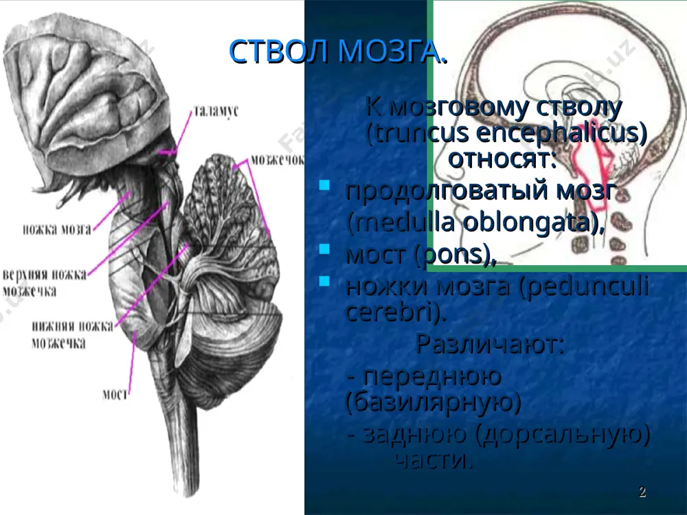 о мозга (tectum mesencephali). здесь находятся волокна, образующие медиальную петлю (lemnicus medialis), задний продольный пучок (fasc. longitudinalis posterior), покрышечно-спинномозговой путь (tr. tectospinalis), ретикулярная формация (formatio reticularis) и ядра черепных нервов. продолговатый мозг. верхней границей продолговатого мозга является нижний край моста, нижней — уровень выхода корешков первого шейного сегмента. в верхнем его отделе образуется расширение в виде луковицы (bulbus). продолговатый мозг является как бы продолжением спинного мозга и сохраняет основные черты его строения. * на передней поверхности имеется передняя срединная щель (fissura mediana anterior). по сторонам ее располагаются пирамиды (pyramides). латерально от пирамиды находится нижнее оливарное ядро (nucl. olivaris caudalis [interiores]), отделенное от нее передней латеральной бороздой (sulcus lateralis anterior), из которой выходят передние корешки первого шейного сегмента и корешки подъязычного нерва (n. hypoglossus). * срединная борозда (sulcus medianus) разделяет ромбовидную ямку, являющуюся дном iv желудочка, на две симметричные половины. в нижней части каждой из них медиальное возвышение (eminentia medialis) имеет …