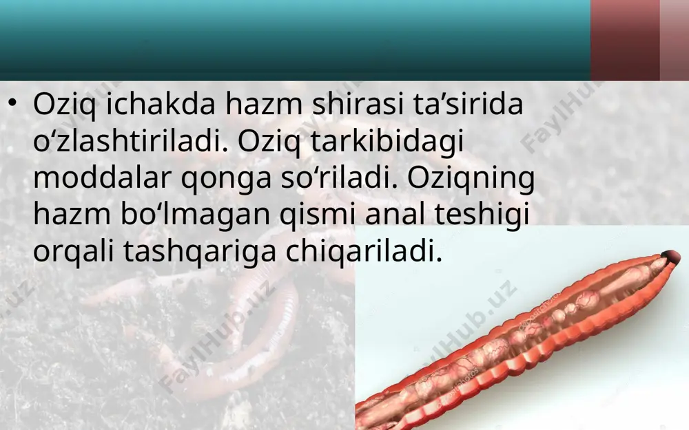yomg‘ir chuvalchangining ichki tuzilishi - Page 4