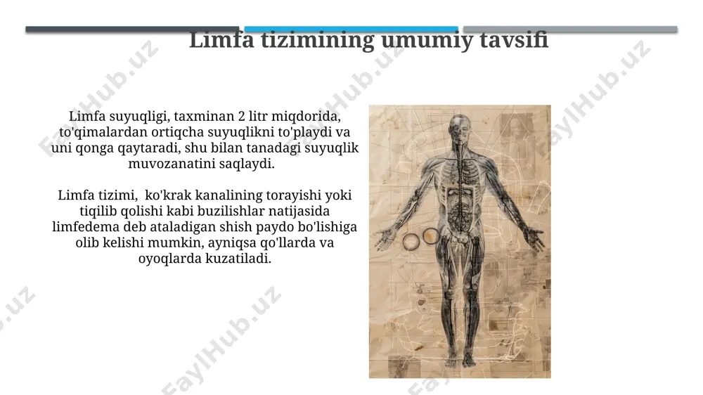 limfa aylanishi tizimining anatomik tuzilishi - Page 3
