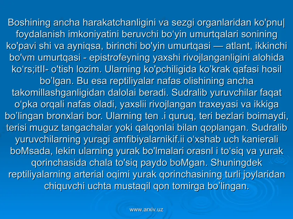 g dum umurtqalari i tadan 40 tagacha boradi. ularning oldingilari dumg'aza umurtqalariga o'xshash, biroq tanalari uzun, ko'ndalang o'simtalari ingichkaroq, ostist o'simtalari esa uzunroq bo'ladi. orqadagi dum umurtqalari sekin-asta kichrayadi, ostist o'simtalari yo'qoladi va kalta-kalta suyakchalarga aylanadi. ilonlar bilan oyoqsiz kaltakesaklarning umurtqa pog'onasi faqat tana va dum umurtqalariga bo'linadi. timsohlarda odatda bo'yin umurtqalari 9 ta, ko'krak umurtqalari 12-13 ta, bel umurtqalari 2-4 ta, dumg'aza umurtqalari 2-3 ta va dum umurtqalari 30-40 ta bo'ladi. bosh skeleti. suvda hamda quruqlikda yashovchilarga qarshi o'laroq sudralib yuruvchilarning bosh skeleti suyaklardan (faqat hidlov va qisman eshituv bo'limidagina tog'ay saqlanib qolgan) iborat bo'lib suyaklarning soni juda ko'p. bosh skeletining miya qutisi (neurokranium) va yuzvissreal bo'limlari embrional rivojlanishda mustaqil taraqqiy etsada, voyaga yetgan sudralib yuruvchilarda ular birikib ketadi. bosh skeletiiinr tarkibiga birlamchi almashinuvchi va ko'p sondagi ikkilamchi — qoplovchi suyaklar kiradi. www.arxiv.uz www.arxiv.uz www.arxiv.uz www.arxiv.uz www.arxiv.uz www.arxiv.uz muskul sistemasi amfibiyalarnikiga qaraganda ancha kuchli takomil- lusllgan bo'lib, segmentli muskullari …