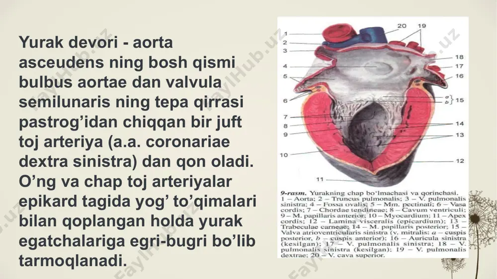 aʼzolarga boradi. nerv sistemasi harakat funksiyasini, ovqat hazm qilish, nafas olish va boshqa sistemalar faoliyatini, kon aylanishini va boshqa jarayonlarni boshqaradi. nerv sistemasining ishlashida biotoklar (bioelektr potensiallari) muhim ahamiyat kasb etadi. ular qoʻzgʻalish jarayonining harakterli belgisi boʻlib, nerv impulslarining utishida katta ahamiyatga ega. nerv sistemasi biotoklarini sezgir asboblar yordamida qayd qilish nerv sistemasi fiziologiyasini oʻrganishda asosiy usullardan biridir, baʼzan odamdagi nerv sistemasi kasalliklarini aniqlashda ham bu usul qoʻllanadi orqa va bosh miya tuzilishi orqa miya (sariq) miyani butun tanadagi nervlar bilan bogʻlaydi. lotincha nomi medulla spinalis u erkaklarda tahminan 45 sm va ayollarda tahminan 43 sm uzunlikka ega, ovalsimon shaklda va boʻyin va bel sohalarida kengaygan. boʻyin kengaymasi, c5 dan t1 gacha choʻzilgan boʻlib, qoʻllar va tanadan sezgi impulslari oladigan va harakat impulslari yuboriladigan sohadir. bel kengaymasi, l1 va s3 orasida joylashgan va qoʻldan tashqari sezgi impulslarini qabul qiladigan va oyoqlarga harakat impulslarini yuboradigan sohadir orqa miya segmetnlarini koʻrsatuvchi diagramma …
