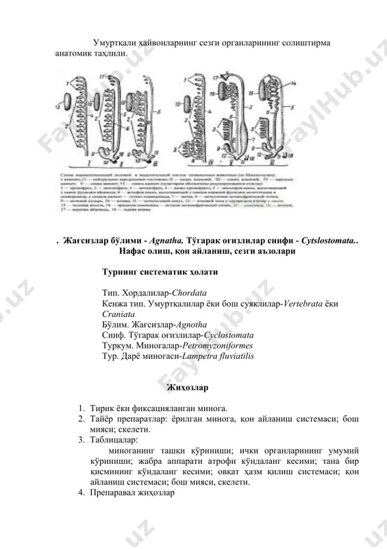 katta teshigi bor, bu teshik atrofi teri yaproqchalar bilan o'ralgan. bu teshik ochiq turganda yumaloq shaklda, yopilganda uzunasiga ketgan yoriq shaklida bo'ladi. og'iz oldi varonkasining yon va ustki devorlarida o'ziga xos shox tishlar, uning ichkarisida esa har qaysi uchida bittadan tishi bo'ladigan ustki shox plastinka va bir qancha mayda tishchalari bor pastki shox plastinka joylashgan, tilning uchida joylashgan til plastinkasida ham mayda tishchalar bo'ladi (11-rasm). 11-rasm. minoganing og'iz oldi so'ruvchi voronkasi va jabra apparati: 1-teri yaproqchalari; 2-og'iz teshigi; 3-tili; 4-ichki labdagi tishlar; 5-shoxsimon plastinkalar tishchalari bilan; 6-tildagi tishlar; 7-nafas nayi; 8-tashqi jabra teshigi; 9-jabra xaltachalari; 10-jabralararo to'siqlar; 11-ichki jabra teshiklari. to'garak og'izlilar yarim va to'liq parazitlikka o'tganligi tufayli, so'ruvchi voronkasi yordamida baliqlar terisiga yopishib, tishlari yordamida uning terisini teshib, teri to'qimalari va shiralar bilan oziqlanadi. boshning ikki yonida to'liq takomillashgan ko'zlari bo'ladi, lekin bu ko'z yarim tiniq parda bilan qoplangan, miksinalar to'liq parazitlikka o'tganligi tufayli ko'zlari to'liq rivojlanmagan. boshning ustida, …