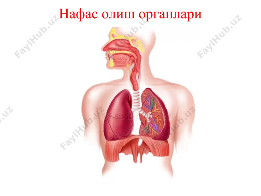 азот бўлади. маълумки иккала ўпканинг иш бажарувчи асосий қисми, ёки структура бирлиги бу-ўпка пуфакчалари (альвеолалари) ҳисобланади. бу пуфакчаларнинг сони иккала ўпкада 750 миллионга яқин бўлади. бу ўпкадаги пуфакчаларнинг девори жуда юпқа яъни 0,004 мм бўлади. уларнинг атрофини майда қон томирлари тўрсимон шаклда ўраб олган бўлади. ўпка пуфакчалари ичидаги ҳаво капилляр қон томирлари орқали қонга ўтиб бутун тўқима ва ҳужайраларга тарқалади. тинч ҳолатда вояга етган одам бир дақиқада атмосфера ҳавосидан 250-300 мл соф кислород қабул қилади. ўпкадан қонга ўтган кислород қизил қон таначалари-эритроцитлар таркибидаги гемоглобин билан бирикиб, одам танасининг барча тўқималарига боради. қонда кислороднинг босими юқори бўлганлиги учун у тўқимага ўтади, тўқимада эса карбонат ангидрид газининг босими юқори бўлиб, у қонга ўтади. шундай қилиб, тўқимага келган артериал қон кислородни тўқималарга ўтказади ва тўқималардан карбонат ангидрид газини қабул қилиб, веноз қонга айланади. мана шу тариқа ўпка ва тўқималар ўртасида газлар қон орқали алмашиниб туради. атмосфера босими 760 мм сим.устунига тенг бўлса,барча физиологик …