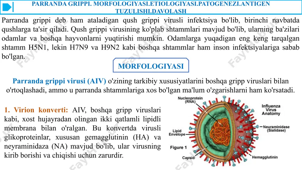 ingibitorlari: ushbu dorilar, jumladan, oseltamivir (tamiflu) va zanamivir (relenza), infektsiyalangan hujayralardan yangi hosil bo'lgan virus zarralarini chiqarish uchun zarur bo'lgan neyraminidaza fermentini inhibe qilish orqali ishlaydi. neyraminidaza ingibitorlari kasallikning dastlabki bosqichida, simptomlar boshlanganidan keyin 48 soat ichida qo'llanilganda eng samarali hisoblanadi. ular simptomlarning zo'ravonligi va davomiyligini kamaytirishga yordam beradi va natijalarni, ayniqsa og'ir holatlarda yaxshilaydi. b. adamantanlar: amantadin va rimantadin a gripp virusining m2 ion kanali oqsilini inhibe qiluvchi adamantan hosilalaridir. biroq, ko'plab parranda grippi viruslari, jumladan h5n1 shtammlari adamantanlarga chidamli, shuning uchun ularni davolash tavsiya etilmaydi. parranda grippi. morfologiyasi.etiologiyasi.patogenezi.antigen tuzulishi.davolash 3. eksperimental terapiya: standart antiviral dorilarga qo'shimcha ravishda, og'ir holatlarda yoki pandemiya kontekstida eksperimental terapiya ko'rib chiqilishi mumkin. bularga antiviral preparatlar, immunitetga asoslangan terapiya yoki xost immun javobining o'ziga xos jihatlariga qaratilgan qo'shimcha terapiya kiradi. 4. yaqin aloqada profilaktika: parranda grippi bilan kasallanganlar bilan yaqin aloqada bo'lganlar, masalan, tibbiyot xodimlari yoki uy xo'jaliklari a'zolariga ikkilamchi yuqish xavfini kamaytirish uchun …