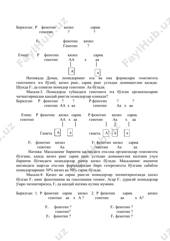 отипни аниқлаш. масала-1: ловия ўсимлигида доннинг қора ранг белгиси-а доминант, оқ ранг-а рецессив ҳисобланади. қуйидаги генотипга эга ўсимликлар қандай тип гаметалар ҳосил килиши мумкин: а) аа, б) аа, в) аа масалани ечиш тартиби: биринчи ва учинчи организм гомозигота бўлгани учун бир хил гамета, иккинчи организм гетерозигота бўлгани учун икки хил гамета ҳосил қилади. зигота а а аа аа а а а а гамета масала-2: қизил рангли помидор, сариқ рангли помидор билан чатиштирилганда, биринчи бўғинда (ғ1) қизил рангли помидор олинди. ота-она ва чатиштириш натижасида олинган помидор генотипини аниқланг. берилган: р фенотип қизил сариқ генотип ? ? f2 фенотип кизил генотип ? ечиш: р фенотип қизил сариқ генотип аа х аа │ │ а а натижада: демак, помидорнинг ота ва она формалари гомозигота генотипига эга бўлиб, қизил ранг, сариқ ранг устидан доминантлик қилади. шунда ғ1 да олинган помидор генотипи аа бўлади. масала-3. помидорда тубандаги генотипга эга бўлган организмларни чатиштиришдан қандай рангли помидорлар …