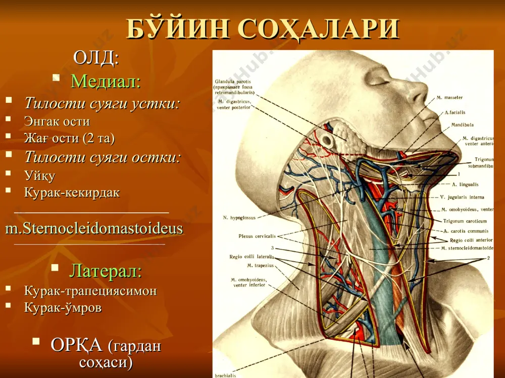 klіnіk anatomіya fani - Page 5