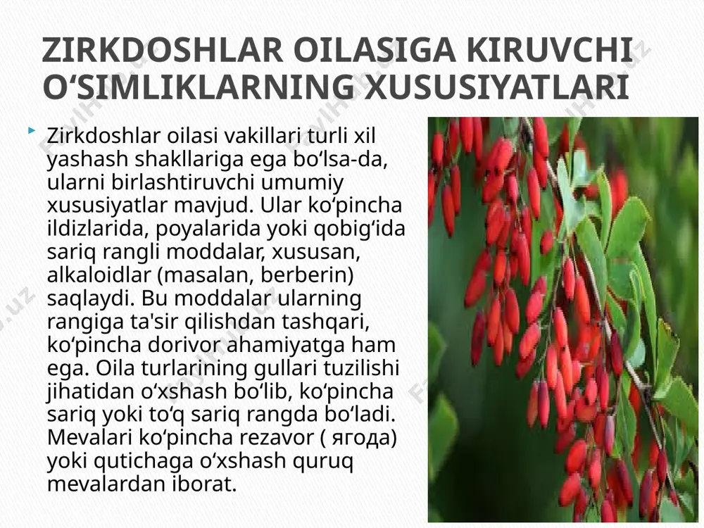 miyatga ega. oila a'zolaridan ko‘pchiligi, xususan, zirk (berberis) turlari mevalari iste'mol qilinadi yoki pazandalikda (masalan, palovga solinadi) qo‘llaniladi. ko‘pgina turlar manzarali o‘simlik sifatida o‘stiriladi, ular bog‘larni va landshaftlarni bezatadi. eng muhimi, oila vakillari tarkibida kuchli bioktiv moddalar, ayniqsa alkaloidlar (berberin, palmatin va boshqalar) mavjud bo‘lib, ular tibbiyotda keng qo‘llaniladi. iqtisodiy va dorivor ahamiyati zirk (berberis) avlodi zirkdoshlar oilasining eng yirik va eng mashhur avlodlaridan biridir. u yuzlab turlarni o‘z ichiga oladi va shimoliy yarim sharning mo‘tadil va subtropik mintaqalarida keng tarqalgan. zirk butalari odatda tikanli shoxlari, oval yoki ellipssimon barglari va mayda, sariq yoki to‘q sariq rangli gullari bilan ajralib turadi. ularning mevalari qizil, ko‘k yoki qora rangda bo‘lib, nordon ta'mli rezavorlardir. zirk turlari manzarali, oziq-ovqat va dorivor maqsadlarda keng foydalaniladi. zirk (berberis) avlodi - oilanining muhim vakili zirkdoshlar oilasi (berberidaceae) botanika dunyosida o‘zining xilma-xilligi, o‘ziga xos morfologik xususiyatlari (masalan, tikanlar, sariq ildizlar) va muhim iqtisodiy-dorivor ahamiyati bilan ajralib turadi. …