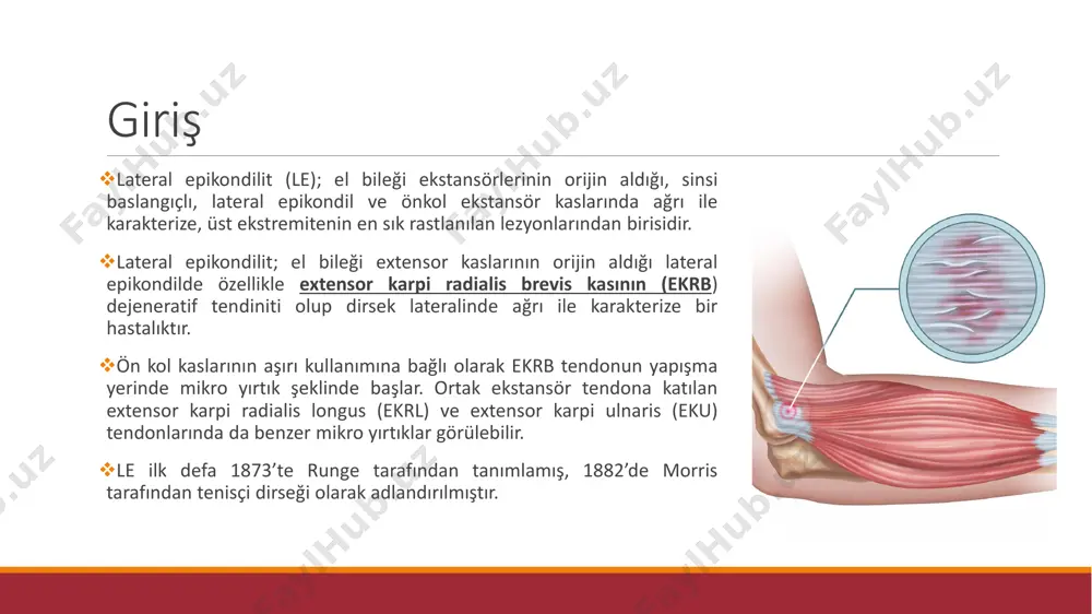 ıkar. ❖tendon ile kollajen liflerin mekaniksel bozulması sonucu ağrı meydana gelir. ❖son çalışmalarda ağrının nedenlerinden biri olarak ekrb kasının tendonunda calsitonine gene related peptid benzeri immünreaktifler saptanmıştır ❖ecrb’in sarkomer uzunluğu optimal sarkomer uzunluğundan daha yüksektir. ❖özellikle el bileği fleksiyonda iken 3.40-4.26, ekstansiyonda 2,6-2,8 arasındadır. ❖ecrb'in sarkomer uzunluğu dirsek full ekstansiyondan full fleksiyon getirilmesi boyunca bifazik cevaplar oluşmaktadır. ❖artmış sarkomer uzunluğu (>2,9) mikro sirkülasyonu bozar ve iskemiye götürür. ❖ecrb'in sarkomer uzunluğu 3,81 olduğu için kapiller lümen daralır ve iskemiye sebep olur. ❖dirsek ve el bileği fleksiyonda, ulnar deviyasyonda sarkomer boyu uzar. ❖hikaye ❖i̇nspeksiyon ❖palpasyon ❖ağrı ❖neh (dirsek ve el bileği neh)* ❖kavrama kuvveti (el ve parmak)* ❖kas kuvveti (omuz-skapula-dirsek-el bileği)* ❖maudsley testi* ❖mills testi* ❖kozen testi* ❖thomsen testi* ❖görüntüleme ve laboratuvar değerlendirmeleri ❖fonksiyonel değerlendirmeler tanı ve değerlendirme spesifik testler mi̇lls testi̇: ❖hasta, omzu hafif abdüksiyonda, dirsek 90° fleksiyonda, önkol pronasyon, el bileği fleksiyonda ve elin avuç içi aşağı bakacak şekilde oturma …