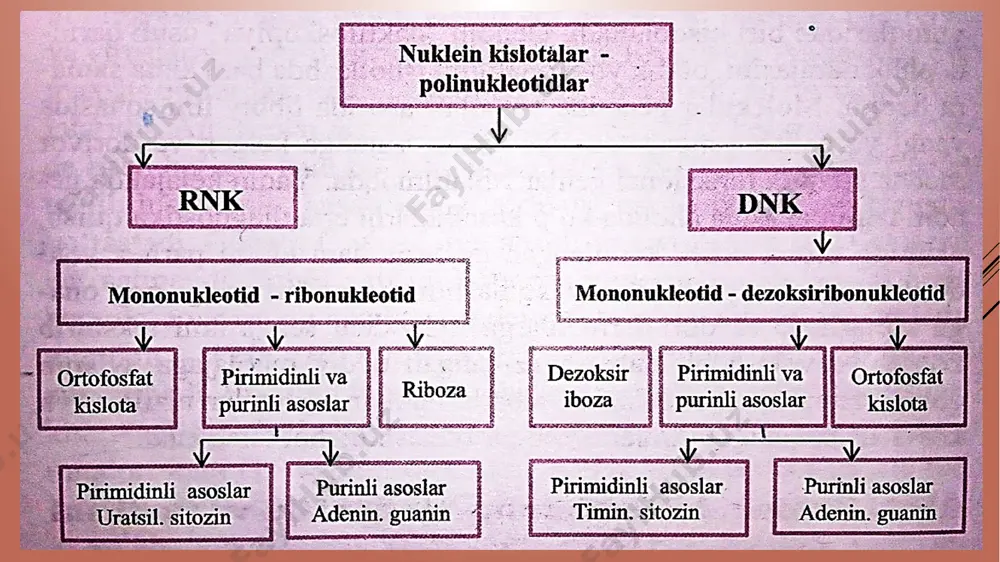 nuklein kislotalarning muxim tavsifnomasi bo'lib, nukleotid tarkiblari xizmat kiladi, ya'ni nukleotid qismlarining to'plami va nisbati xisoblanadi. nuklein kislotalarning ikkilamchi tuzilishi nuklein kislotalarning fazoviy tuzilishi uchun taklif etilgan ko'pchilik nazariyalar ichida eng diqqatga sazovor bo'lgani - 1953 yilda j.uotson va r.kriklarning tomonidan tushuntirib berilgan qo'sh spiral nazariyasidir. uotson va krik modelida dnk ninig ikkilamchi tuzilishi qo'sh spiral shaklida beriladi. ikkita o'ngga burilgan zanjir umumiy o'q atrofida o'ralib bir-biriga antiparallel ravishda joylashadi. ularning geterohalqalari spiral ichiga yo'nalib bir zanjirning purin asoslari ikkinchi zanjiming pirimidin asoslari bilan vodorod bog'lar yordamida bog'lanadi va komplementar juftlar hosil qiladi. qo'sh spiralning har bir o'rami o'nta nuklein asoslarining juftini tutadi.vodorod bog'lar yordamida timin adenin bilan ikki marta, sitozin guanin bilan uch marta bog'lanadi.. chargaff qoidasi: purin asoslarining soni pirimidin asoslarining soniga teng: a+g=s+t yoki =1 2.adeninning miqdori timinning miqdoriga, sitozinning miqdori guaninning miqdoriga teng: a=t,g=s yoki =1 ,=1 3.adenin va sitozinning miqdoriy yig’indisi guanin va timinning miqdoriy …