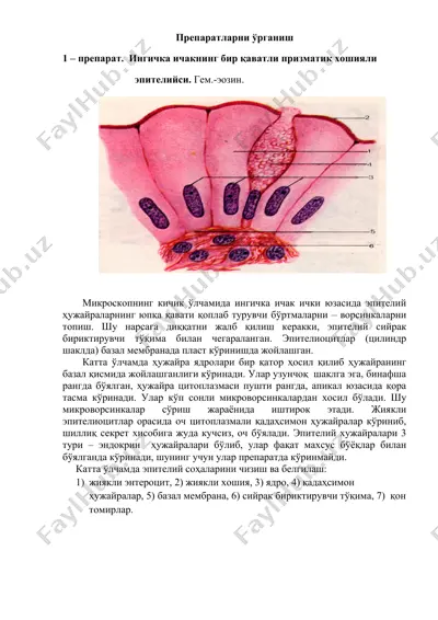 препаратларни ўрганиш — DOCX