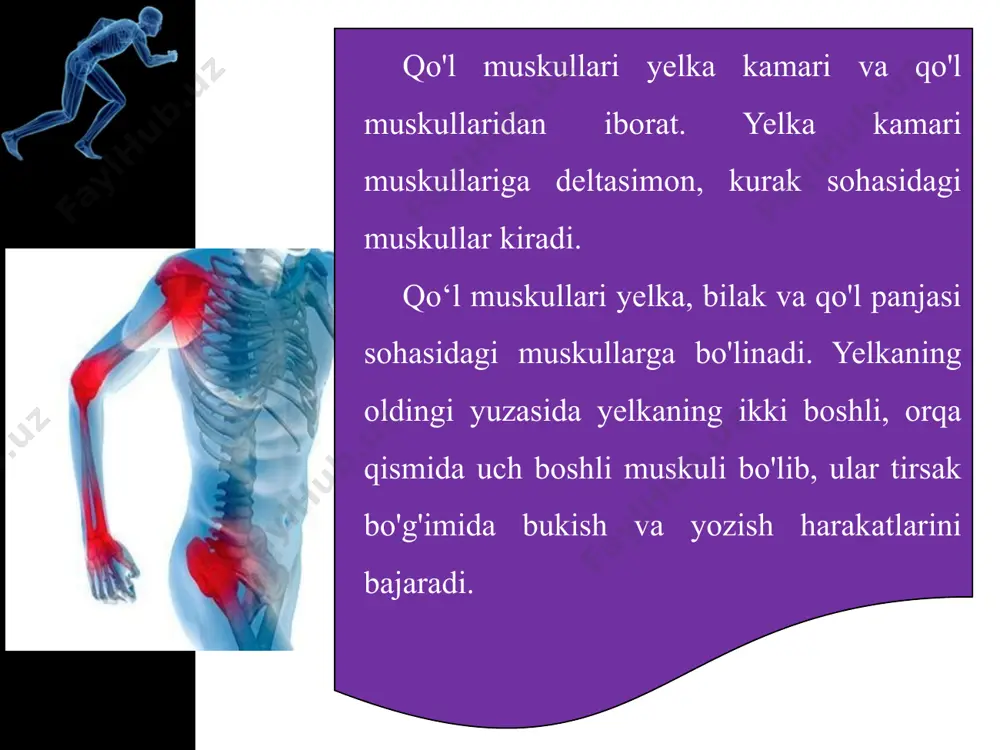 qo’l va oyoq muskullarining tuzilishi - Page 5