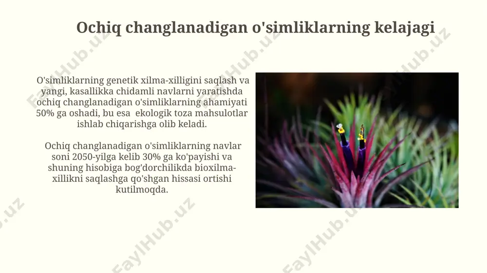 ochiq urug'li o'simliklar - Page 5