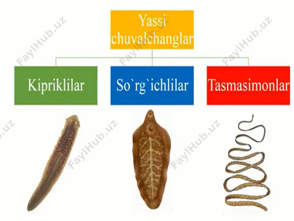 "yassi va to’garak chuvalchanglar tipi" - Page 2