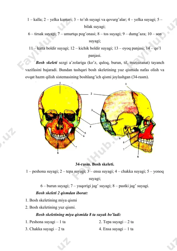 tayanch-harakat sistemasi - Page 5