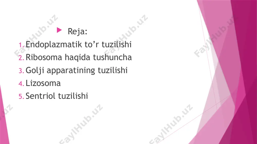 — bu oqsil biosintezida qatnashadigan hujayraning eng muhim nomembran organellasi. ribosomada irnk asosida aminokislotalardan tashkil topgan oqsil zanjiri hosil boʻladi. bu jarayon translyatsiya deb nomlanadi. eukariotlar hujayrasida ribosomalar endoplazmatik rettikulum memranasiga bogʻlanib yoki sitoplazmada erkin holatda joylashishi mumkin. ribosomalarning shakli sferik yoki ellipsoiddir, ularning diametri prokariotlarda 15-20 nanometr, eukariotlarda 25-30 nanometr tashkil etadi. ikki subbirlikdan tashkil topgan. kopincha bir necha ribosomalar bogʻlashib poliribosoma (polisoma) tashil etishi mumkin. eukariotlar hujayrasida ribosomalar yadrocha deb nomlanadigan maxsus yadro apparatida hosil bolishadi. ribosomalar (ribonuklein kislota va ...soma) — oʻz tarkibida ribonuklein kislotalarni saqlovchi sitoplazmaning doimiy, membranasiz organoidlari. ribosomaning kashf etilishi elektron mikroskopik tadqiqotlarning rivojlanishi bilan bogʻliq. har bir ribosoma diametri 20 nm dan oshmaydigan katta va kichik subbirliklardan iborat. subbirliklar qoʻshilishi yoki ajralishi mumkin. prokariotlarning xujayralarida ribosomalar nisbatan kichikroq boʻladi. ribosoma mitoxondriyalar va xloroplastlar tarkibida ham uchraydi. eukariotlar, prokariotlar, mitoxondriyalar va xloroplastlardagi ribosoma kimyoviy tarkibi jihatidan ham birmuncha farqqiladi. masalan, prokariotlarning p. ida oqsillarning …