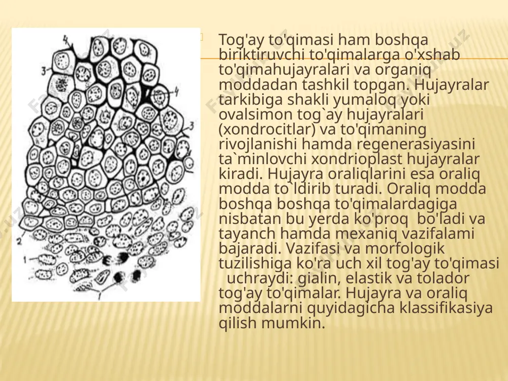 ala jarayon deyarli baravar kechadi tog'ay organizmning embrional rivojlanishi davrida mezenxima hujayralaridan kelib chiqadi. organizmning bunday tog'ay hosil bo`ladigan qismlarida mezenxima hujayralari asta-sekin o`zgara boshlaydi. dastlab hujayratar shaklini o`zgartiradi, o`simtalar yo`qoladi, so`ng ko`payadi. hosil bolgan hujayralar asta-sekin ovalsimon yoki yurnaloq shaklga aylanadi, bir-biriga yaqinlashadi, ularning sitoplazmasida ham bir yo`la o'zgarish bo`ladi. mezenxima to`qimaning shunday qismlariga skletogen pushtlar yoki skletogen to`qima deyiladi. mezenxima hujayralardan asta-sekin xondroblast hujayralari tabaqalanadi. keyingi bosqichlarda markazda joylashgan hujayralar tog`ay hujayralari shakliga kiradi va ular tabaqalanishi natijasida xondrositiar hosil bo`ladi. ularning oralarida kollagen tashkil topgan moddadlari to'plana boshlaydi. natijada boshlang`ich perixondrial tog'ay to'qimasi paydo bo`ladi. keyinchalik yosh xondrositiar hujayralararo modda kompleksini tashkil etuvchi fibrillyar oqsil, glikozaminoglikan, protoglikogen moddalarni sintezlay boshlaydi. hujayralararo oraliq moddanlrning yosh tog'ay hujayrasi sitopiazmasiga tegib turadigan yaltiroq qavat ya’ni tog'ay hujayrasining kapsulasi hosil bo'ladi, hosil bo`lgan tog`ay periferik qismida esa, ya'ni mezenxima bilan chegara joyida, nihoyat ikki qavatdan iborat tog`'ay uctki pardasi bo'ladi tog'ay …