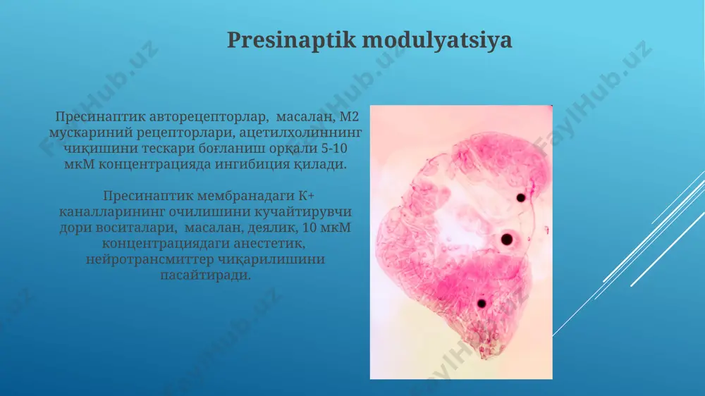 efferent innervatsiyaga tasir qiluvchi va xolinergik sinaps vositalari - Page 5