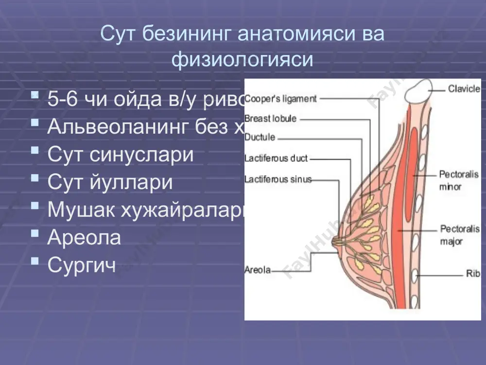 кукрак сути билан боқиш - Page 4