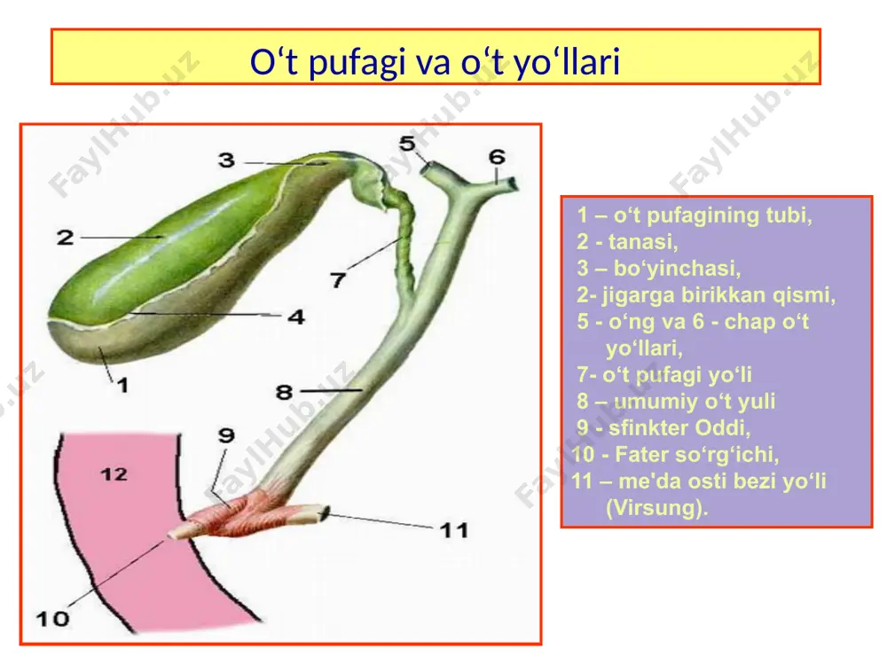 z. ochiq usuldagi xoletsistektomiya ochiq xoletsistektomiya bo‘yinchasidan va tubidan xoletsistektomiya xoledoxoduodenostomiya yurash usuli flerken finsterer transduodenal papillosfinkterotomiya va papillosfinktroplastika transduodenal papillosfinkterotomiya va papillosfinktroplastika uash vazifalari: 1. o‘t yo‘llari va o‘t qopining tekshirish usullari to‘g‘risida tushunchaga ega bo‘lish. 2. xoletsistitlarning zamonaviy tasnifini bilish. 3. o‘t tosh kasalligi va surunkali toshli xoletsistitlarning diagnostikasi. 4. differensial diagnostikaning muxim jihatlarini. 5. o‘t tosh kasalligi bilan og‘rigan bemorlarni jarroxlik statsionarlariga yuborish. 6. jarroxlik amaliyotlaridan keyingi reabilitatsiya. image1.jpeg image2.jpeg image3.jpeg image4.jpeg image5.jpeg image6.jpeg image7.jpeg image8.jpeg image9.png image10.jpeg image11.jpeg image12.png image13.png image14.jpeg image15.jpeg image16.png image17.png image18.jpeg image19.png image20.jpeg image21.png image22.jpeg image23.jpeg image24.jpeg image25.jpeg image26.jpeg image27.png image28.png image29.png image30.png image31.png