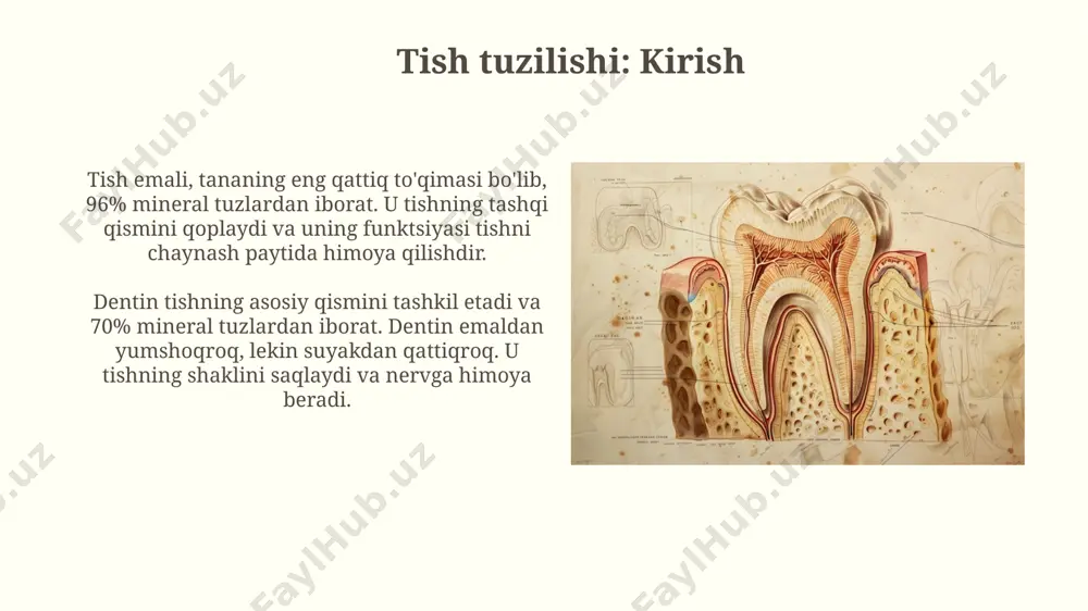ng markaziy qismida joylashgan bo'lib, tish tojidan ildiz uchigacha cho'zilgan pulpa kamerasida va ildiz kanallarida mavjud. pulpa tarkibida qon tomirlari va nerv tolalari mavjud bo'lib, tishning hayotiyligini ta'minlaydi, dentin hosil qiluvchi odontoblastlar qatlami orqali tishning oziqlanishini va sezgirligini boshqaradi. alveolyar suyagi: joylashuvi va funksiyasi alveolyar suyagi periodont ligamentlari orqali tish ildizlariga bog'langan, bu tishlarni chaynash jarayonida 1-2 mm harakat qilishiga imkon beradi va zarbani yutadi. alveolyar suyagi: joylashuvi va funksiyasi tsement: joylashuvi va funksiyasi tsement alveolyar suyagi bilan birga periodontal ligament tolalari uchun biriktiruvchi joy sifatida xizmat qiladi, tishni jag'da mustahkam ushlab turadigan 10000dan ortiq tolalar mavjud. tsement ildiz sirtini qoplaydi, dentin bilan birga, 50 mikrometrdan 200 mikrometrgacha qalinlikda, va uni mexanik shikastlanishdan va reabsorbtsiyadan himoya qiladi. e'tiboringiz uchun rahmat @taqdimot_robot image2.jpg image3.jpg image4.jpg image5.jpg image6.jpg image7.jpg image8.jpg image9.jpg image10.jpg image11.jpg image12.jpg image13.jpg