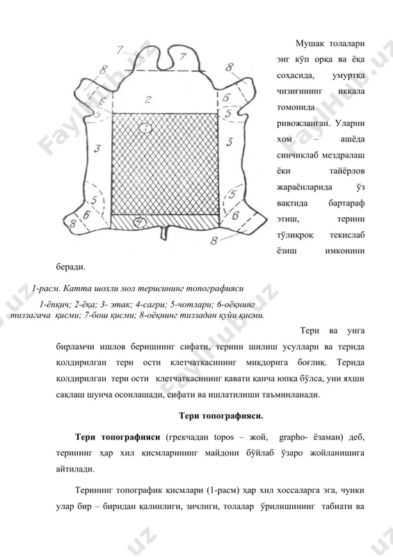 ўйлаб иккита яримталикка бўлинади. баъзан ушбу терилардан ёқа қисми қирқиб олиниб, қолган қисми умуртқа чизиғи бўйлаб икки қисмга бичилади. шундай қилиб тери уч элементга: ёқа ва икки яримқанотга бўлинади. таг тери ишлаб чиқаришда ёпқичлаш жараёни олиб борилади, яъни тери ёпқич, этаклар ва ёқа қисмларига бичилади. от терилари одатда олд тери ва хазга бўлиб бичилади. териларни бундай бичилиш усули хазлаш деб юритилади. чўчқа териларидан айрим тери турлари, жумладан эгар- жабдуқ, пойабзалнинг устки қисми учун хромли тери ишлаб чиқаришда бутун теридан этаклари қирқиб олинади. терининг қолган ўрта қисми, ёпқич ва ёқа билан биргаликда “балиқча” деб юритилади. шундай қилиб, тайёр терилар конфигурацияси бўйича бутун тери, ярим тери, ёпқич ва ярим ёпқич, “баликча”, этак ва ёқа, қанот ва ярим қанот, от хазлари ва олд терилари кўринишида ишлаб чиқарилади. тери хом -ашёси ва терини бичиш маъсулиятли жараён ҳисобланади. уни тўғри бажариш учун тери ва тайёр чарм хоссаларини, шунингдек топографик қисмларни яхши билиш керак. сочнинг тузилиши …