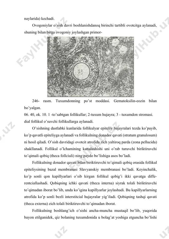 gan bo’shliq paydo bo’ladi. bu bo’shliqning o’lchamlari tezda kattalashadi va 1 tartibli ovotcit nurli toj (corona radiata) ko’rinishiga ega bo’lgan bir qavat follikulyar hujayralar bilan birgalikda follikulning yuqori qutbiga surilib qoladi. bunday o’sishning maksimumiga erishgan follikullar etilgan follikullar (graaf pufakchasi) nomini oladi. donador qavatning ovotcit joylashgan qismi tu-xum tutib turuvchi tepacha ' (cumulus oophorius) nomini oladi graaf pufakchasining diametri 40 mm gacha etadi (247-rasm). bevosita ovotcitni qurshab turgan nurli toj hujayralari uzun o’simtalarga ega (248-rasm). bu o’simtalar yaltiroq pardadan o’tib ovotcitning tcitolemmasiga etib boradi. follikul epiteliysining tuxum hujayrasi trofikasida ahamiyati katta. ovulyatciya murakkab jarayon bo’lib, bunda gipofizning lyuteinlovchi gormonining (lg) muhim roli bo’ladi. ovulyatciyada follikul qobig’i ichki qavatining kapillyariga qon kelishining kuchayishi va follikul suyuqligining ko’payishi natijasida ichki bosimning ortishi follikul qobig’ining yorilishiga sabab bo’lsa kerak. 248- rasm. tuxumdondagi ovotcit11ing elektron mikrofotografiyasi x 2. 500. 1 - yadro, 2 - yadrocha; 3]-'tcitoplazmadagn^sariqlik donachalarn: 4 -*mul’tivezikulyar'"tanacha; 5 - hujayra qobig’n; b'-yaltiroq …