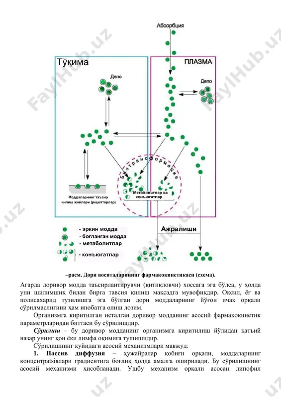 одда таъсирлантирувчи (қитиқловчи) хоссага эга бўлса, у ҳолда уни шилимшиқ билан бирга тавсия қилиш мақсадга мувофиқдир. оқсил, ёғ ва полисахарид тузилишга эга бўлган дори моддаларнинг йўғон ичак орқали сўрилмаслигини ҳам инобатга олиш лозим. организмга киритилган исталган доривор модданинг асосий фармакокинетик параметрларидан биттаси бу сўрилишдир. сўрилиш – бу доривор модданинг организмга киритилиш йўлидан қатъий назар унинг қон ёки лимфа оқимига тушишидир. сўрилишнинг қуйидаги асосий механизмлари мавжуд: 1. пассив диффузия – ҳужайралар қобиғи орқали, моддаларнинг концентрatsiялари градиентига боғлиқ ҳолда амалга оширилади. бу сўрилишнинг асосий механизми ҳисобланади. ушбу механизм орқали асосан липофил бирикмалар сўрилади. модданинг липофиллиги қанчалик юқори бўлса, унинг ҳужайра қобиғи орқали ўтиши шунчалик енгил бўлади. 2. енгиллаштирилган диффузия – унда ҳужайранинг энергия сарфланишини талаб қилмайдиган транспорт тизими иштирок этади. бундай усул ёрдамида нуклеин кислоталарнинг пуринли ва пиримидинли асослари сўриладилар. 3. фильтрatsiя – ҳужайра қобиқлариаро тирқишлар орқали фильтрланиш. ичак эпителийси қобиғининг тирқишлари диаметри жуда кичик (0,4 нм ёки 4 å). шунинг учун …