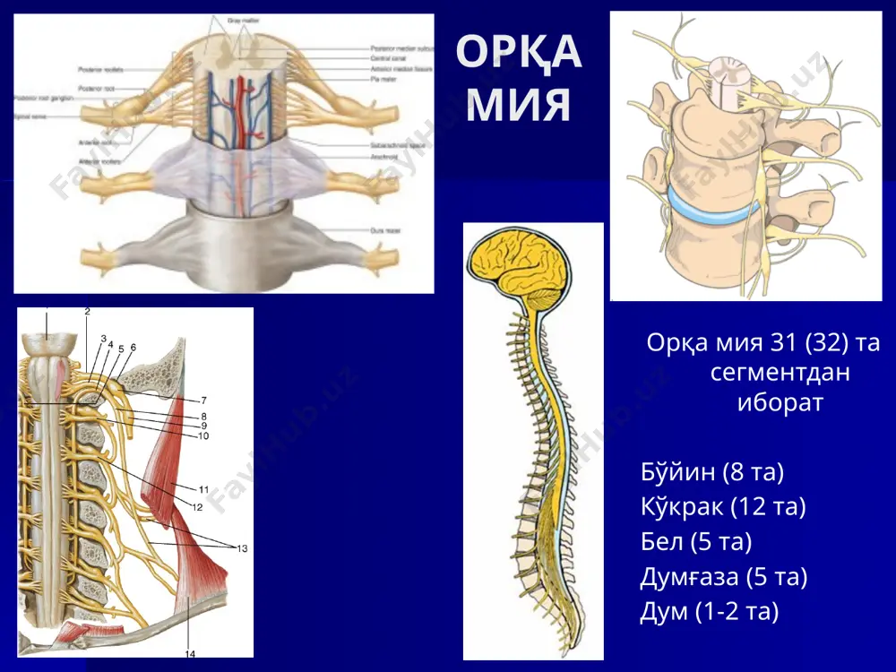 ficialis; n.saphenus. nervni implantatsiya qilish n.radialis – n.axillaris. n.gluteus inferior – n.ischiadicus. n.accessorius – n.facialis. n.glossopharyngeus – n.facialis. n.diaphragmaticus – n.facialis. operatsiyadan keyingi bitishishlar bilan kurashish nervni boshqa joyga o'tkazish. futlyar ichiga (fibrin plenkaga, amniotik qobiqqa) joylashtirish. sfero®gel. elastopob membranasi qo'l-oyoqning operatsiyadan keyin tiklanish mexanizmi uoller qayta qurilishi – nerv degeneratsiyasi – aksonlarning demielinizatsiyasi (biriktiruvchi to'qimali asos qoladi, ya'ni shvann qobig'i) nerv tolalarining o'sishi (regeneratsiya) (aksonlar kuniga 1 – 1,5 mm o'sadi). bajaruvchi a'zolarning atrofiyasi (to'qimalar, bo'g'im qobig'i, bo'g'imlar). miotenoplastika poliomielit operatsiya: paylarni boshqa birikish nuqtalariga ko'chirish, mushaklarni uzaytirish, bo'g'imlardagi barqarorlashtiruvchi operatsiyalar. bukuvchi va uzoqlashtiruvchi mushaklarga qaraganda, ko'pincha yozuvchi va yaqinlashtiruvchi mushaklar zararalanadi (filogenetik ancha eskilar, masalan – quymich nervi). littl kasalligi tserebral spastik falajlik. sonning yaqinlashtiruvchi mushaklarining tonusi kuchayishi bilan xususiyatlanadi. kasallik sabablari: miya moddasining zararlanishi (mikroplegiya, mikrotsefaliya, toksoplazmoz va boshq.). ko'pincha ikki tomonlama zararlanish. operatsiya – yopqich nervini kesish: zelig bo'yicha tos ichida kesish; a.s.vishnevskiy bo'yicha tos bo'shlig'idan …