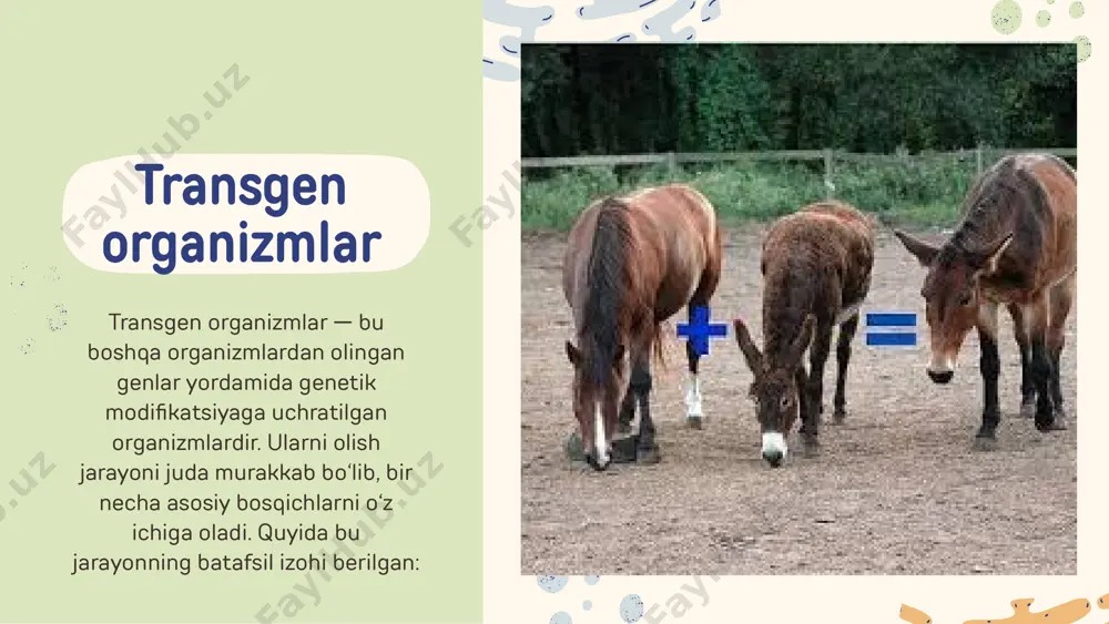 lik samarali bajarayotganini tekshirish uchun sinovdan o‘tkaziladi: laboratoriya sinovlari: organizmning o‘zgartirilgan xususiyatlari (masalan, mahsuldorlik, zararkunandalarga chidamlilik) tekshiriladi. maydon sinovlari: o‘simliklar yoki hayvonlar tabiiy sharoitlarda o‘rganiladi. ruxsat olish: foydalanishdan oldin transgen organizmlar xavfsizlik va ekologik ta’sir bo‘yicha qat’iy nazoratdan o‘tadi. transgen organizmlar qo‘llanilishi qishloq xo‘jaligi: zararkunandalarga, qurg‘oqchilikka yoki kasalliklarga chidamli o‘simliklar yaratish (masalan, bt paxta yoki bt makkajo‘xori). tibbiyot: inson insulinini ishlab chiqaruvchi bakteriyalar yoki vaksina ishlab chiqaruvchi o‘simliklar. sanoat: biotexnologik mahsulotlar (masalan, fermentlar, bioyoqilg‘i) yaratish. transgen organizmlar va ularning afzalliklari transgen organizmlar (genetik jihatdan modifikatsiya qilingan organizmlar — gmo) yaratishning amaliy foydalari juda keng. quyida ularning asosiy afzalliklari keltiriladi: transgen o‘simliklar qishloq xo‘jaligida katta ahamiyatga ega. ular turli ekologik va biologik omillarga chidamli bo‘lishi uchun ishlab chiqiladi: qishloq xo‘jaligida foydalanish zararkunandalarga qarshilik: bt o‘simliklar (masalan, bt paxta va bt makkajo‘xori) o‘zida bacillus thuringiensis bakteriyasining genlarini saqlaydi. ushbu gen zararkunanda hasharotlarga qarshi toksin ishlab chiqaradi, ammo inson va boshqa hayvonlar uchun …