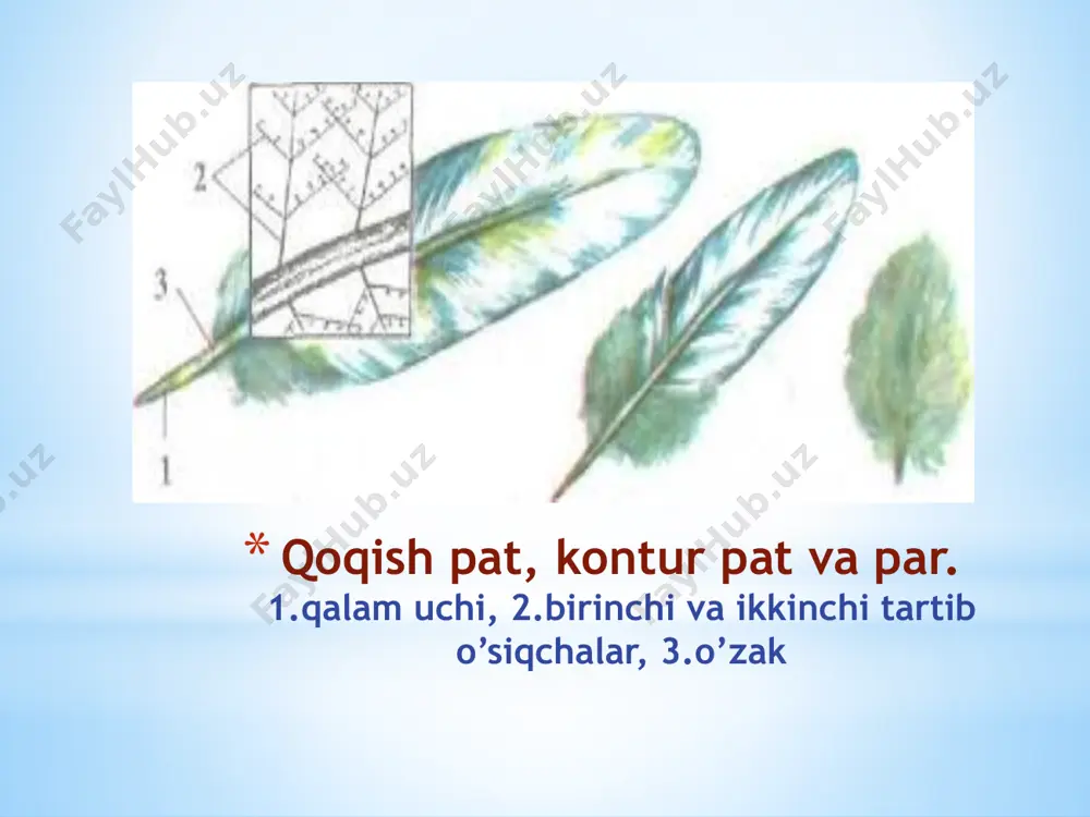 qushlar sinfi taqdimoti - Page 5