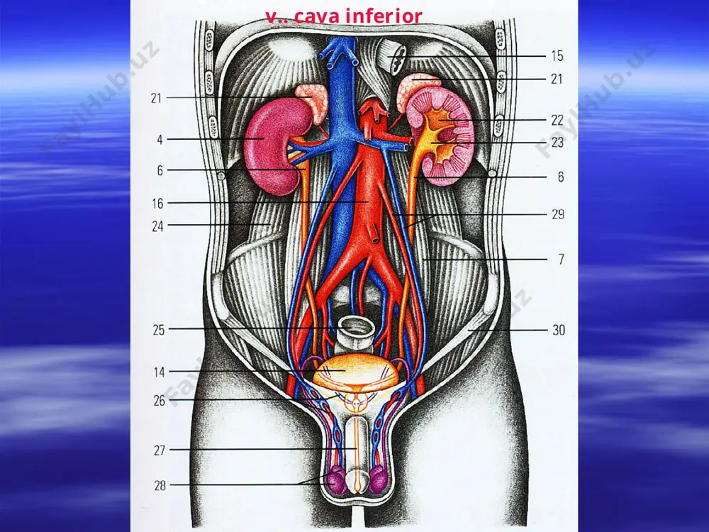 ворида; 6. plexus venosus vaginalis - аёлларда, ќин деворида. v. iliaca externa - ташќи ёнбош венаси. v. iliaca externa - ташќи ёнбош венаси умумий ёнбош венасига ќуйилади. ташќи ёнбош венаси - сон венасининг давоми бўлиб ћисобланади ва lacuna vasorum орќали ўтади. ташќи ёнбош венасига артериялар билан бирга йўналадиган ќуйидаги веналар ќуйилади: 1) v. epigastrica inferior - ќорин деворининг пастки венаси; 2) v. circumflexa ilium profundum - ёнбош соћа атрофидаги вена. сон венаси – v. femoralis. v. femoralis – сон венаси – lacuna vasorum орќали ўтиб, ташќи ёнбош венасига давом этади. сон венаси таќим венаси – v. poplitea нинг давоми бўлиб ћисобланади. сон венасига ќуйидаги веналар ќуйилади: 1. v. saphena magna – катта тери ости венаси. оёќ панжасинин устки юзасидан бошланиб, болдирнинг ички юзаси ва соннинг ички юзаси бўйлаб, тери остидан йўналади. бу вена соннинг юќори ќисмида сон венасига ќуйилади. бу венага ќуйидаги вена ирмоќлари ќуйилади: а) v. circumflexa ilium superficialis …