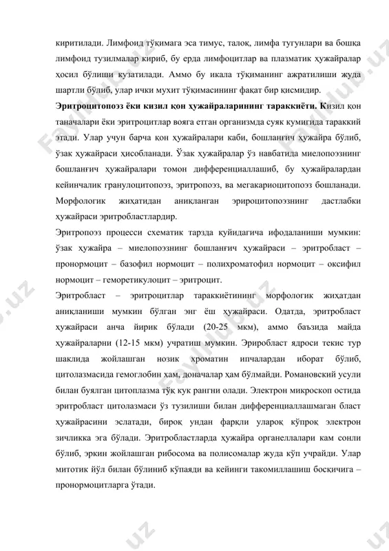 буялган цитоплазма тўқ кук рангни олади. электрон микроскоп остида эритробласт цитолазмаси ўз тузилиши билан дифференциаллашмаган бласт ҳужайрасини эслатади, бироқ ундан фарқли улароқ кўпроқ электрон зичликка эга бўлади. эритробластларда ҳужайра органеллалари кам сонли бўлиб, эркин жойлашган рибосома ва полисомалар жуда кўп учрайди. улар митотик йўл билан бўлиниб кўпаяди ва кейинги такомиллашиш босқичига – пронормоцитларга ўтади. пронормоцитлар эритробластларга нисбатан кичикроқ (12-18 мкм) бўлиб, уларнинг ядроси зичроқ тузилишга эга. пронормоцит цитоплазмаси интенсив базофил буялиш хусусиятига эга. электрон микроскоп остида пронормоцит цитоплазмаси эритробластларга нисбатан зичроқ бўлиб, бу зичлик ҳужайра цитоплазмасида синтез қилина бошлаган гемоглобин ҳисобига бўлади. ўта катталаштирилганда цитоплазмада эркин ҳолда ёки майда пуфакчалар ичида жойлашган ферритин заррачаларини кўриш мумкин. ферритин юқори молекулали темир сақловчи оқсил бўлиб, гемоглобин синтезида иштирок этади. такомиллашиш давомида цитоплазмада гемоглобининг кўпайиб бориши пронормоцитларнинг кейинги тараккиёти босқичи – нормоцитлар босқичига ўтганидан дарак беради. нормоцитлар – 8-12 мкм катталикка эга бўлган ҳужайралар бўлиб, ўз цитоплазмаларида гемоглобининг кай даражада тўпланганлиги ва ядро …