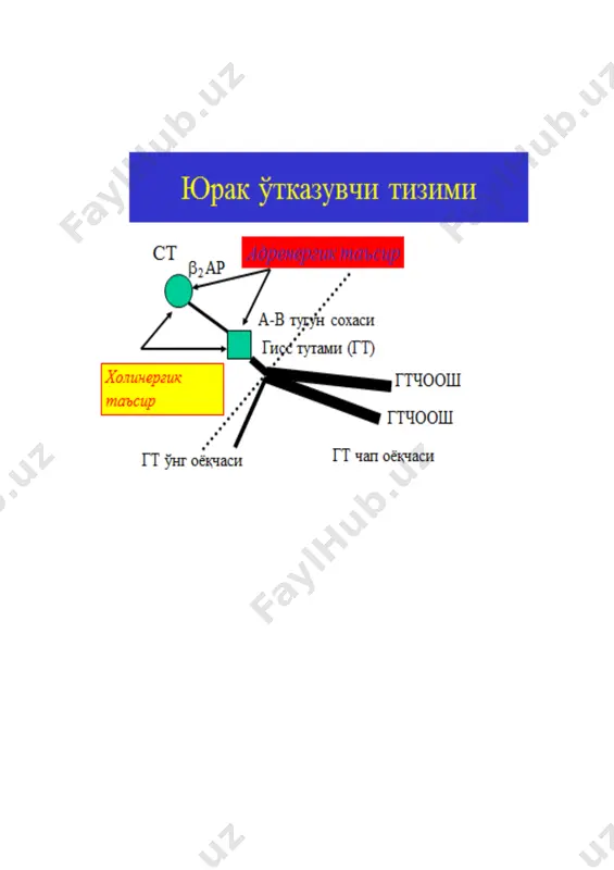 ил - -- - - - 2-фаза қискариши, 4-фаза ва хп узайиши баъзан (-) қисман ижобий таъсир; (0) таъсир этмайди; (-) қисман салбий таъсир; (--) яққол салбий таъсир; (---) жуда кучли салбий таъсир; (?) маълумот йуқ. антиаритмик препаратларнинг клинико-фармакологик хусусиятлари дори воситаси юқс га таъсири ав тугуннинг рефрактерлик даврига таъсири p-r интервал qrs комплекси кенглиги q-t интервал аритмияларда самараси т 1/2 қоринчалар усти қоринча-лар амиодарон ↑↓ ↑↑ ↑↑ ↑ ↑↑↑↑ +++ +++ хафта-лар бретилий тозилат ↑↓ ↑↓ 0 0 0 0 + 4с лидокаин йўқ йўқ 0 0 0 йўқ +++ 1с мексилетин йўқ йўқ 0 0 0 йўқ +++ 12с морацизин йўқ йўқ ↑ ↑↑ 0 йўқ +++ 2-6с прокаинамид ↓ ↑↓ ↑↓ ↑↑ ↑↑ + +++ 3-4с пропафенон 0 ↑ ↑ ↑↑↑ 0 + +++ 7с пропранолол ↓↓ ↑↑ ↑↑ 0 0 + + 8с хинидин ↑↓ ↑↓ ↑↓ ↑↑ ↑↑ + +++ 6с соталол ↓↓ ↑↑ ↑↑ …