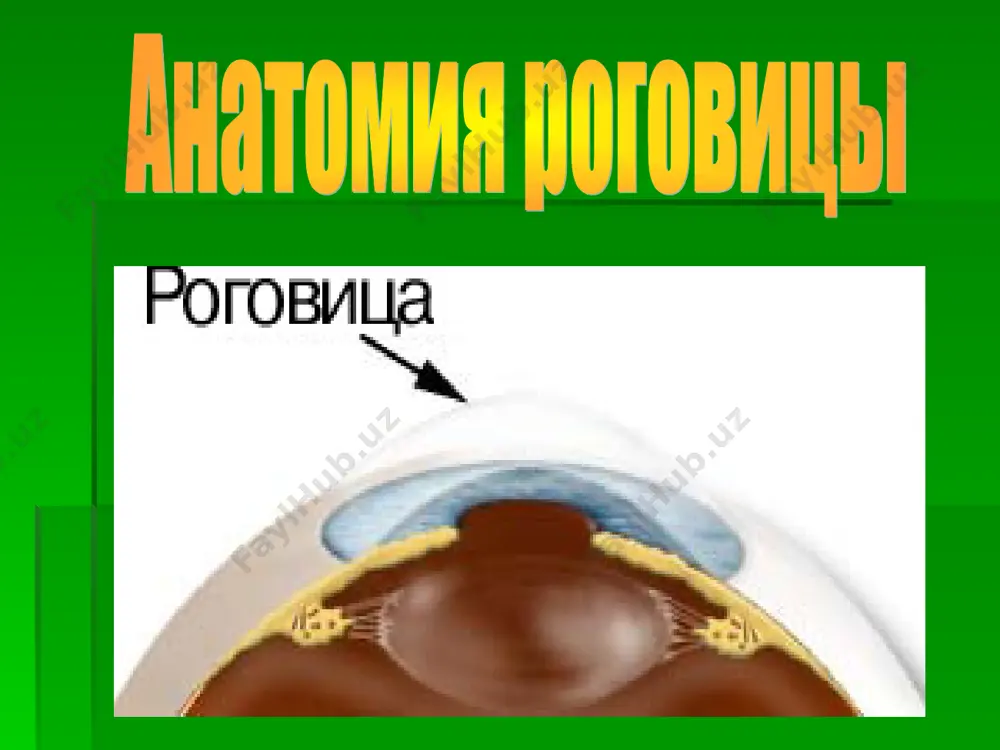 tor zrachka, a takje pigmentniy sloy, yavlyayushiysya prodoljeniem pigmentnogo epiteliya i setchatki tsiliarnoe telo na vertikalnom sreze glaznogo yabloka imeet formu koltsa shirinoy, v srednem, 5-6 mm na meridionalnom - formu treugolnika, vistupayushego v ego polost makroskopicheski videlyayut dve chasti: ploskaya chast tsiliarnogo tela (orbiculus ciliaris), shirinoy 4 mm, granichit s ora serrata setchatki i resnichnaya chast tsiliarnogo tela (corona ciliaris), shirinoy 2 mm, s 70-80 belovatimi resnichnimi otrostkami (rgocessus ciliares) kajdiy resnichniy otrostok imeet vid valika ili plastinki visotoy okolo 0,8 mm i dlinoy 2 mm poverxnost mejotrostkovix vpadin takje nerovnaya i - pokrita melkimi vistupami gistologicheski v resnichnom tele razlichayut neskolko sloev, kotorie v napravlenii snaruji vnutr raspolagayutsya v sleduyushem poryadke: mishechniy sosudistiy bazalnaya plastinka pigmentniy bespigmentniy epiteliy (pars ciliaris retinae) membrana limitans interna, k kotoroy krepyatsya volokna resnichnogo poyaska v narujnie sloi mishtsi imeyut strogo meridionalnoe napravlenie (fibrae meridionales) i nosyat nazvanie mishtsi bryuke (m. brucci) bolee …
