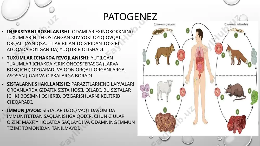 u ankylostoma duodenale va necator americanus kabi parazitlarning sabab bo'ladigan gelmintoz kasallikdir. ushbu kasallik, odatda, ichakda infektsiya yuzaga keltiradi va odamlarda qon yo'qotishiga olib kelishi mumkin, natijada anemiya rivojlanadi. ankilostomoz tropik va subtropik mintaqalarda keng tarqalgan. ankylostoma duodenale va necator americanus — ikkalasi ham ankilostomalar oilasiga mansub bo'lib, odatda insonlar uchun parazit hisoblanadi. ushbu gelmintlar larvalari inson tanasiga teri orqali kiradi va ichakda rivojlanadi. tarqalish: ankilostomoz asosan tropik va subtropik hududlarda, ayniqsa issiq va nam iqlimda keng tarqalgan. patogenez infeksiyani boshlash: ankilostomoz infeksiyasi odatda parazitar larvalarning teriga kirishi orqali boshlanadi. ushbu larvalar odatda tuproqda yoki ifloslangan muhitda mavjud bo'lib, odamlar ularni yalang'och oyoqlari bilan yuqori darajada ifloslangan yerga tegib yoki yerda ishlaganda olishadi. larvalarning rivojlanishi: teriga kirgan larvalar qon tomirlariga kirib, yurak orqali o'pkaga yetib boradi. o'pkada ular havolalar orqali ichakka ko'chadi. ichakda rivojlanish: ichakda ular jinsiy yetuk holatga kelib, tuxum qo'yadi. tuxumlar ichakda ishlab chiqarilib, defekatsiya (hojat qilish) orqali …