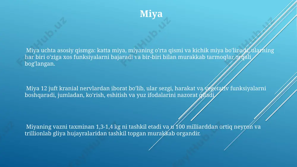 markaziy va periferik nerv sistemasining bo‘limlari - Page 3