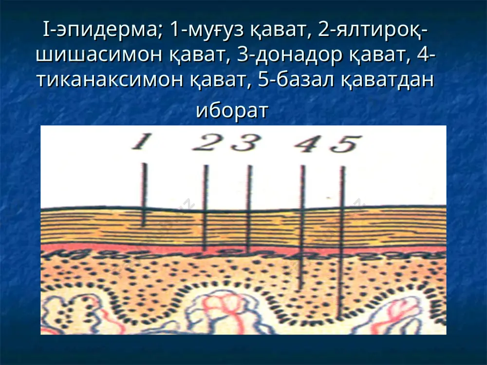 нида эрозия, яра , чандиқ ва тери атрофиясини қолдириши мумкин тугун- ўлчами 3-5 см бўлиб, терининг чуқур қаватларида намоён бўлади тугунлар тери сатхидан кўтарилиб туриши ёки палпатор равишда аниқланиши мумкин тугунлар яллиғланган ва яллиғланмаган характерга эга. яллиғланган тугунларнинг ранги оч пушти рангдан кўкимтир қўнғир ранггача ўзгаради. бундай тугунлар кўп холатларда ярага айланиб сўнг чандиқланиб битади. баъзи холларда сўрилиши натижасида атрофияланган чандиқ қолади. яллиғланган тугунлар мохов, сил ва учламчи захм касалликларида учраб туради яллиғланмаган тугунлар терининг ўсма касалликларида бирор бир тўқиманинг ўсиши хисобидан хосил бўлади (тери фибромаси, липомаси ва х.к) одатда тери ранги ўзгармайди. қаварчиқ: ўлчами 2мм дан 10 см гача бўлган, ўткир яллиғланиш билан кечадиган, қизил, оч-пушти ва оқиш рангдаги изсиз йўқолиб кетувчи тошма. хужайралар аро суюқлик тўпланиши хисобига хосил бўлади дюринг дерматити, аллергик дерматитлар, крапивница каби касалликларда қаварчиқлар кўп учрайди ва терининг қичиши билан кечади. пуфакча-терининг эпидерма қисмида пайдо бўлиб, ичи суюлик билан тўлган, тери сатхидан кўтарилиб турувчи тошма …