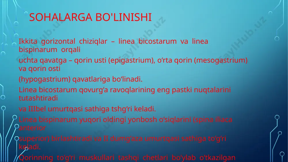 q chizig‘ida nuqson – kindik halqfasi (anulus umbilicalis) mavjud, halqaning pastki qismida birlamchi siydik yo‘li (urachus) va kindik arteriyalari (aa. umbilicales), halqaning yuqori qismida kindik venasi (v. umbilicalis) o‘tadi. vaqt o‘tib kindik halqasi faqat uchta – teri, kindik fassiyasi va qorinpardadan iborat oson cho‘ziladigan chandiqli qavat bilan berkiladi, shuning uchun bolalarda kindik churralari tez-tez uchrab turadi. kindik chuqurchasi sohasida teri osti kletchatkasi bo‘lmaydi. image1.png image3.jpeg image4.jpeg image5.jpeg image6.jpeg image7.jpeg