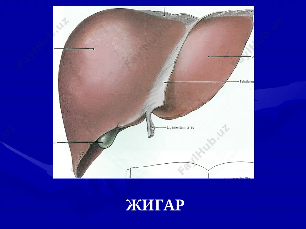 .); жигар усмалари яхши сифатли усмалар: паренхиматоз (гепатоаденомалар ва холангиоаденомалар); мезенхимал (гемангиома, лимфангиома, фиброма, липома, миксомалар); аралаш; ёмон сифатли: бирламчи; иккиламчи; нопаразитар кисталар (б.в. петровский буйича): хакикий; сохта; солитар; куп сонли; рентген компьютер томография хуппознинг клиник куриниши булган беморда йугон деворли атипик кистоз хосила. кт-текширув асосида амёбали хуппоз шубха остига олинган. жигар хуппози жигарнинг склерогуммоз захми (“булакли жигар”). операция ичи утт. диаметри 17 мм булган гамартома. хосила чегаралари аник, рангли доплер текширувида кон айланишиш аникланмайди. хар томонлама жойлашган нормал хужайралар. гемангиома жигарнинг катта гемангиомаси жигар аденомаси жигарнинг эхотомограммаси. энергетик допплер билан уца. жигарнинг бирламчи усмаси. усма атрофи ва ичида томирлар аникланади усма метастазлари гепатоцеллюляр рак киста кистанинг лапароскопик куриниши паразитар касалликлари эхинококкоз; альвеококкоз; описторхоз; аскаридоз; амёбали хуппоз. амёбали хуппоз: эхинокок кобиги булмайди; прогрессив кечишга эга; ичидаги махсулот жигар рангли; консерватив даволаш мумкин. узбекистан республикаси сэс нинг 2004 буйича берган маълумотига кура 1553 эхинококкоз холати руйхатга олинган. 29,5% 12,8% 5,2% 2,6% …
