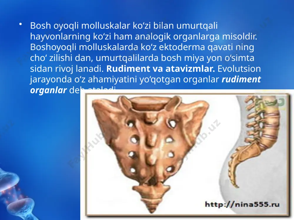 evolutsiyani isbotlashda solishtirma anatomiya, paleontologiya fanlari dalillari. 10 - sinf - Page 5