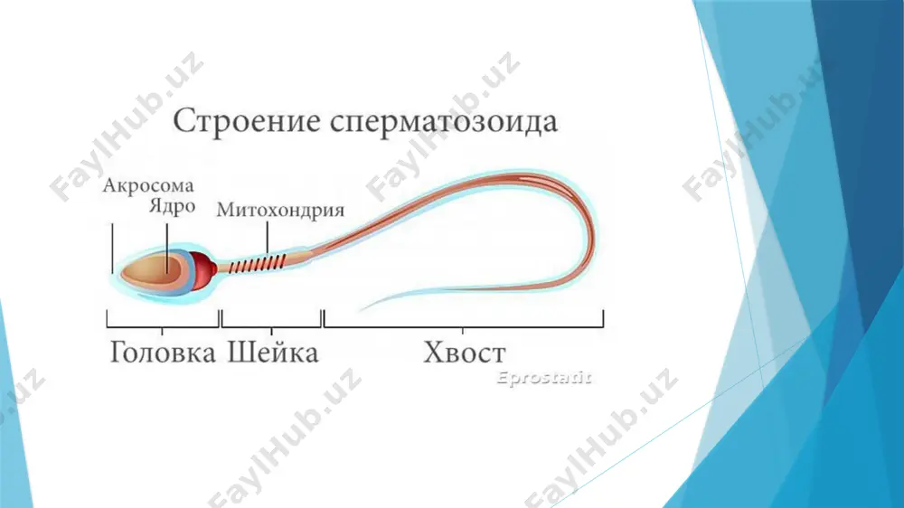 ar spermatozoidlarning hayotiyligi va faoliyatini ta'minlaydi. oddiy ph darajasidan tashqari holatlar, yallig'lanish yoki boshqa patologiyalarni ko'rsatishi mumkin. 6. leukotsitlar va boshqa hujayralar sperma tarkibida leykotsitlar (oq qon hujayralari) mavjud bo'lishi mumkin. bu, odatda, yallig'lanish yoki infeksiyaning belgilari bo'lishi mumkin. mikroskopda bu hujayralarning miqdori va mavjudligi baholanadi. agar sperma namunasi yuqori miqdorda leykotsitlarni o'z ichiga olsa, bu yallig'lanish yoki boshqa patologiyalarni ko'rsatishi mumkin. 7. spermatozoidlarning yashash qobiliyati (vitalite) spermatozoidlarning yashash qobiliyati mikroskopik tahlil yordamida aniqlanadi. yashash qobiliyati, sperma namunasidagi tirik spermatozoidlarning umumiy miqdorini ko'rsatadi. normal natija — spermatozoidlarning kamida 75% tirik bo'lishi kerak. etiboriz uchun rahat image1.png image2.png image3.png /docprops/thumbnail.jpeg