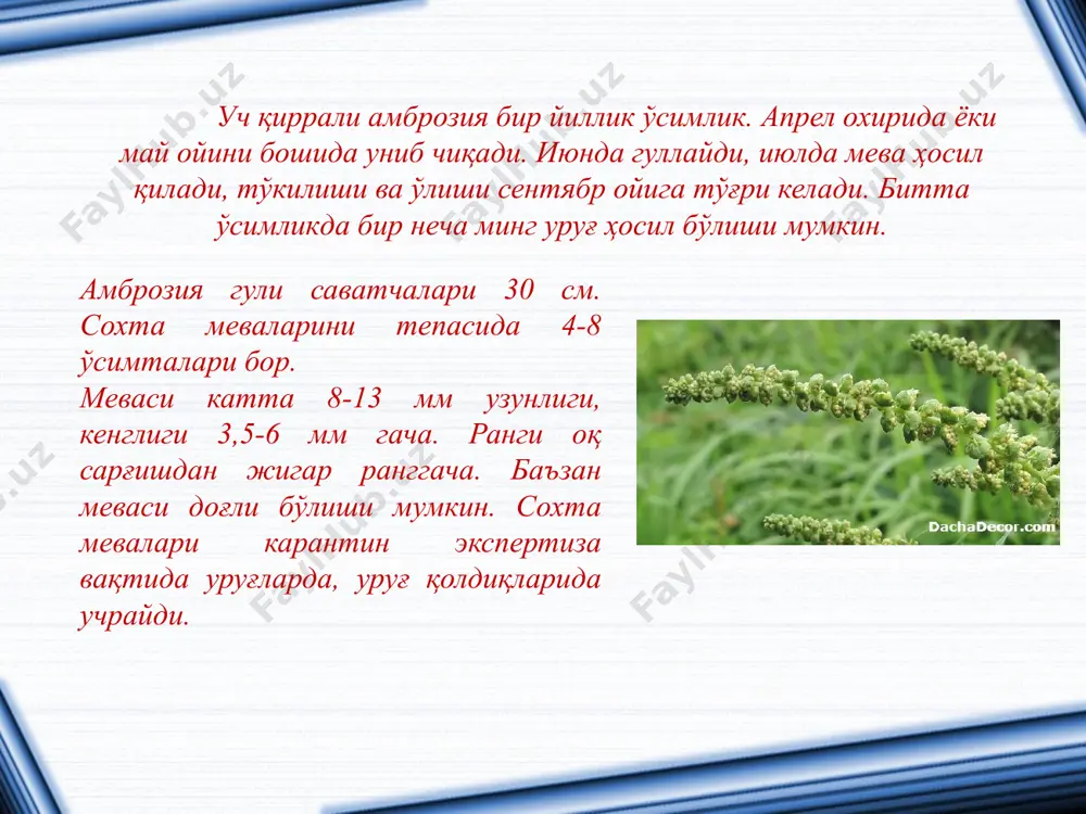 , илдиз ёрдамида кўпайиб ерни ҳосилдорлигини пасайтиради. ўсимлик захарли ва молларга ем - хашак сифатида ишлатилмайди. итузум кўп йиллик, уруғ ёки илдиз ёрдамида кўпаядиган ўсимлик гуллаш ва мева ҳосил бериш вақти май ойдан вегетация охиригача. уруғ ёрдамида тарқалади. кузда ўсимлик бир қисми шамол ёрдамида тарқалади. кураш чоралари чизғичсимон итузум тарқалган давлатлардан олиб келадиган уруғларни ва бошқа қишлоқ хўжалик маҳсулотларни карантин назоратисиз бошқа жойларга ўтказиш мумкинмас. ҳаёт кечириши чизғичсимон итузумни пояси тикка ингичка ўсимталари бор, баландлиги 30-100 см гача. барглари пояда кетма-кет жойлашган, лентасимон 2,5-10 см узунлигида тукланган, гуллари қалқонсимон туп гул, гул косачаси бешта, тожибарги бешта, бинафша ёки кўк рангида 1,8-2,5 см гача. меваси юмалоқ, силлиқ тўқ сарғиш 1,25 см уруғи тухумсимон ёки юмалоқ 3 мм гача. итузумнинг турлари адабиётлар ўзбекистон қишлоқ хўжалигида иқтисодий ислоҳатларни чуқурлаштириш (1998 - 2000 йиллар дастури) “ўзбекистон” нашриёти, т. 1998. ўзбекистон республикаси худудини карантиндаги зараркундалари, касалликлар ва бегона утлардан мухофаза қилишга доир қонун ҳужжатлари. т. …