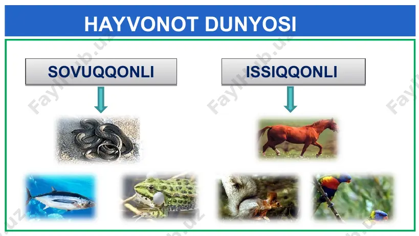 lik qiladi. yassi chuvalchanglar to‘garak chuvalchanglar ko‘ndalang kesmasi yumaloq shaklda. tashqi tomondan pishiq qobiq - kutikula bilan qoplangan. suyuqlik bilan to‘lgan tana bo‘shlig‘iga ega. to‘garak chuvalchanglar askarida odamning ichki organlarida, rishta oyoq terisida, bo‘rtma nematoda esa o‘simlikda parazitlik qiladi. to‘garak chuvalchanglar halqali chuvalchanglar tanasi bo‘gimlarga bo‘lingan. halqali chuvalchanglarda qon aylanish sistemasi mavjud. yomg‘ir chu­valchangi o‘simlik chirindilari bilan oziqlanib tuproq hosil bo‘lishida ishtirok etadi. chuvalchang qazigan in tuproqqa havo kirishini ta’minlaydi. halqali chuvalchanglar nereida ikki yon tomonda joylashgan uzun tuklarga ega. bu tuklar suv tubida harakatlanishga yordam beradigan dastlabki oyoqlar hisoblanadi. halqali chuvalchanglar tibbiyot zulugidan qon tomir kasalliklarini davolashda foydalaniladi. zuluk og‘zidan ajralgan suyuqlik qonni suyultirib beradi. halqali chuvalchanglar mollyuskalar ko‘pchilik vakillari 3 qavatli chig‘anoqqa ega. chig‘anoq tashqi - organik, o‘rta - ohakli, ichki - kamalak rangda tovlanuvchi qismlardan iborat. mollyuskalar ko‘pchilik shilliqqurtlar o‘simlikning yashil qismini yeb zarar keltiradi. mollyuskalar baqachanoqlar suv tubida yashab suvdagi organik moddalar bilan oziqlanadi. shu yo‘l …