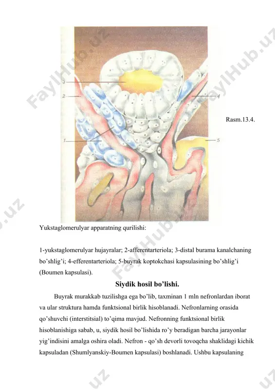 nadi. ushbu kanalcha, buyrakning mag’iz qavatida genle qovuzlog’ini hosil qiladi va buyrakning po’stloq qavatiga qaytadi, ya’ni genle qovuzlog’i tushuvchi yoki proksimal qism bilan ko’tariluvchi yoki distal qismdan iborat. to’g’ri kanalcha buyrakning po’stloq qavatida yoki po’stloq qavati bilan mag’iz qavati chegarasida yana burma shakliga kirib, ikkinchi tartibli burma kanalchani hosil qiladi va bu kanalcha, chiqaruvchi yo’l, ya’ni to’plovchi naychaga qo’shiladi. to’plovchi naychalarning bir nechtasi qo’shilib, umumiy chiqaruvchi yo’llarni hosil qiladi va ular buyrakning mag’iz qavatidan o’tib, buyrak jomi bo’shlig’iga turtib chiqib turuvchi so’rg’ichlarning uchiga ochiladi. buyraklarning qon bilan ta’minlanishi portal tizimlar printsipi bo’yicha tuzilgan, ya’ni qon, tuguncha kapillyarlaridan kanalchalar oldi kapillyarlariga kelib tushadi, olib chiqib ketuvchi qon tomiri esa, bu ikkala kapillyar tizimlar orasida joylashgan bo’lib, portal vena rolini bajaradi. mag’iz moddaning po’stloq va tashqi qatlamlarida qalin kapillyar tarmoq mavjud, mag’iz moddaning chuqur qatlamlariga kelib tushadigan uzun kapillyarlar sirtmoqlari esa, nisbatan siyrak shoxlangan bo’ladi. buyrak arterialari aortaning qorin qismidan chiqib, u …